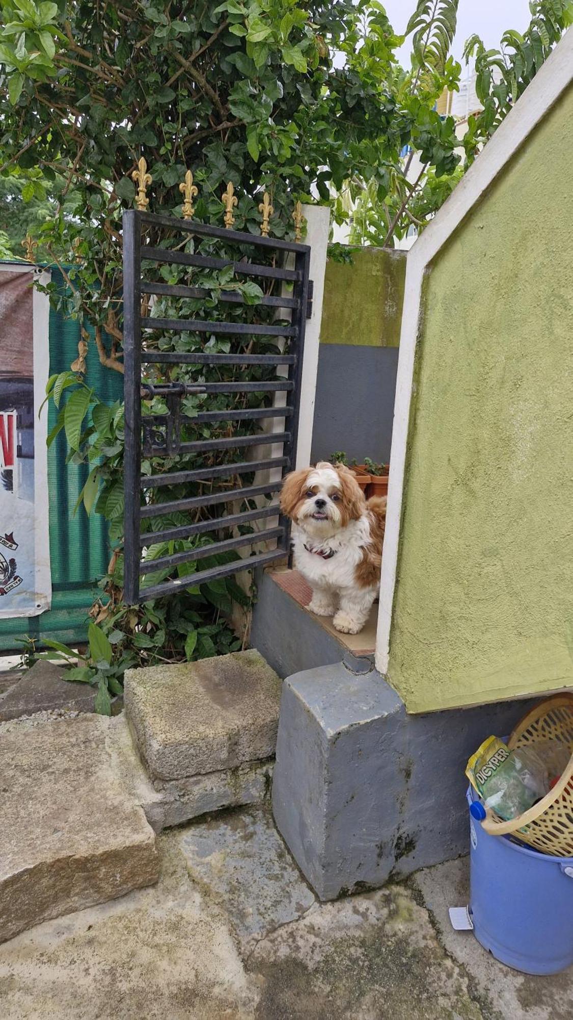 Malgudi Mane Homestay Chikmagalūr エクステリア 写真